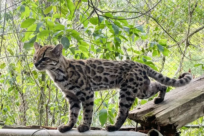El tilcayo: descubren en Bolivia la primera nueva especie de félido en más de un siglo