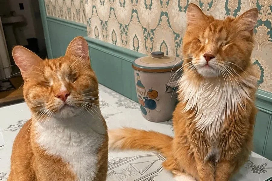 Primer caso de síndrome de Marfan en gatos: dos hermanos portan una mutación en el gen FBN1