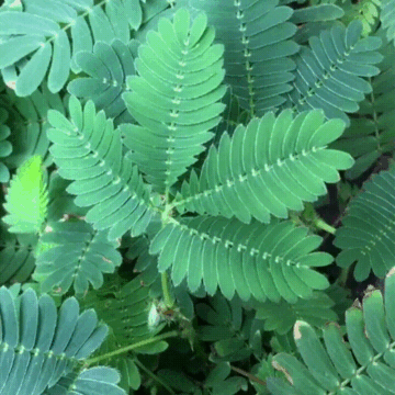 Científicos desentrañan el misterio de cómo las plantas perciben el tacto