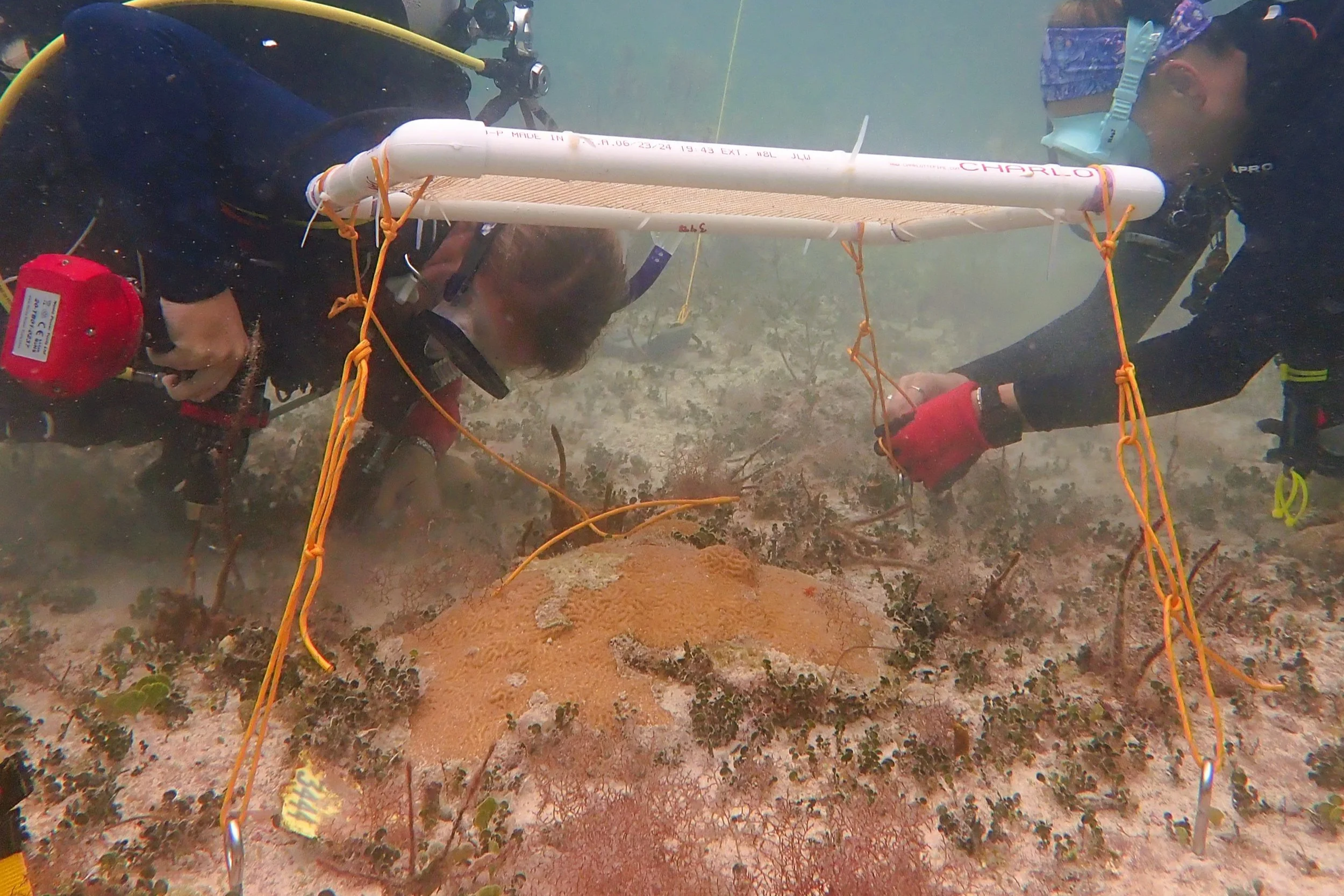 Sombrillas submarinas para corales: una ayuda frente al blanqueamiento por calor
