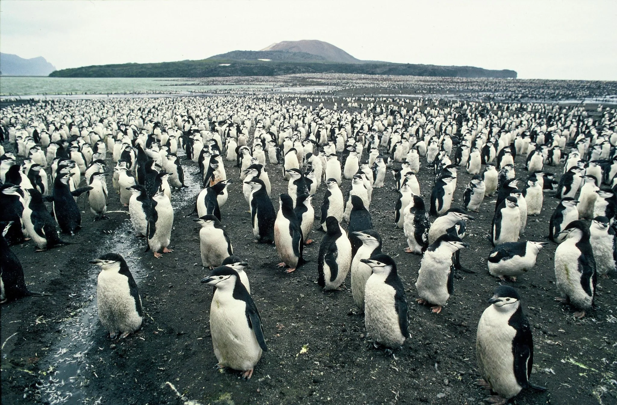 La que en su día fue la mayor colonia de pingüinos del mundo sufre un alarmante declive