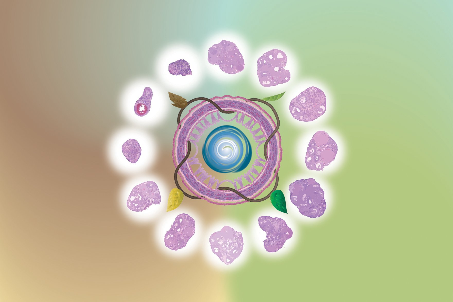 Ilustración conceptual que muestra la relación entre el intestino y los ovarios a lo largo del envejecimiento, destacando el papel del microbioma intestinal en la salud reproductiva.