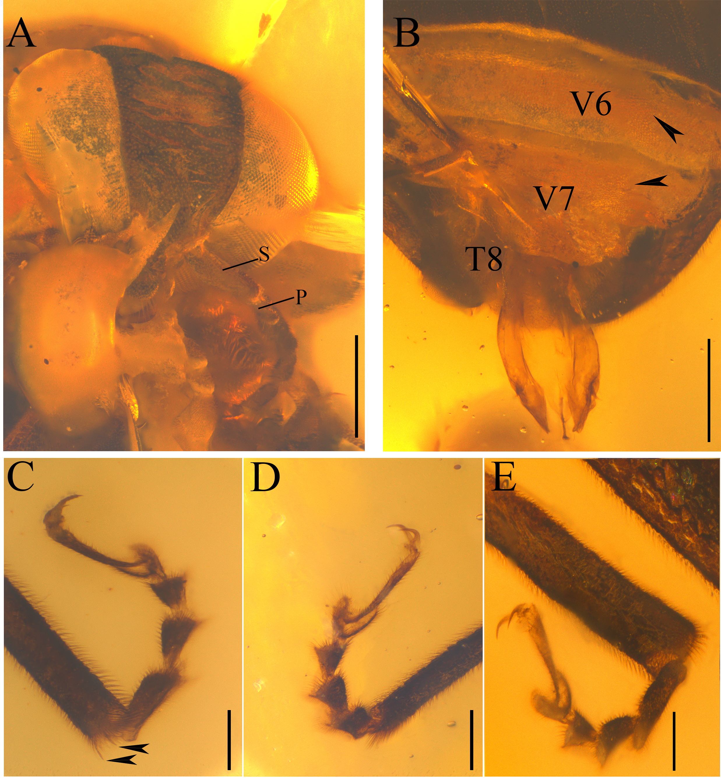 Detalle microscópico de Cretoluciola birmana, la luciérnaga del Cretácico hallada en ámbar birmano.