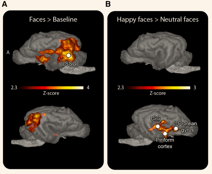 La resonancia magnética funcional muestra cómo responde el cerebro de los perros a los rostros humanos.