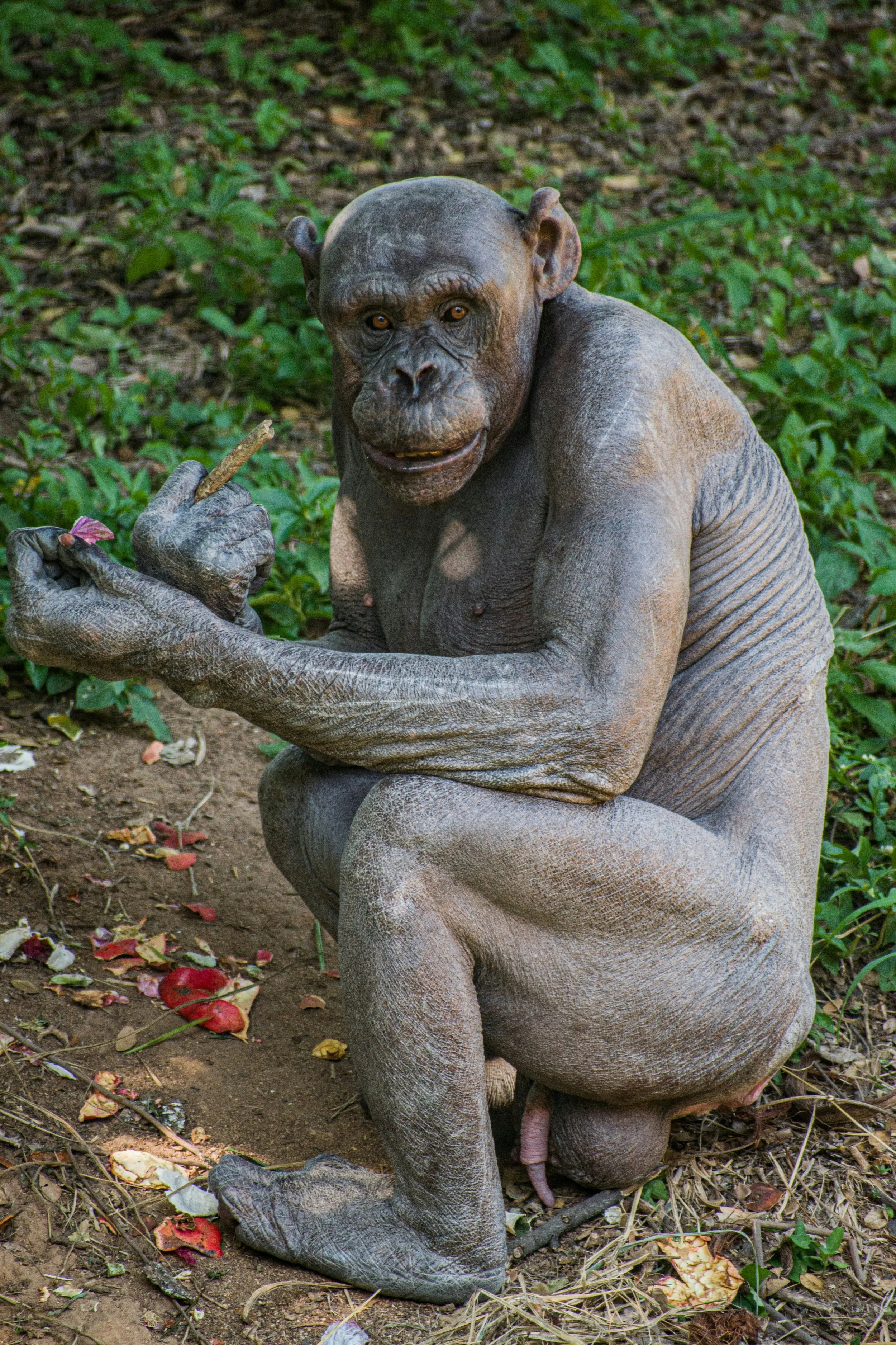 Los chimpancés viven más de cuarenta años, pero su tasa de envejecimiento es muy similar a la humana, según el estudio.