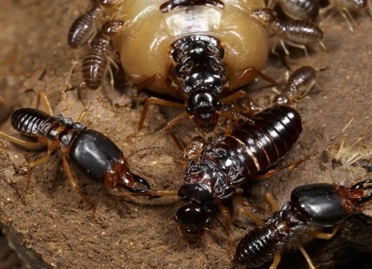 Reina fisogástrica de termita Macrotermes carbonaris, atendida por las obreras, con el rey situado debajo y dos soldados protegiendo la colonia en primer plano.