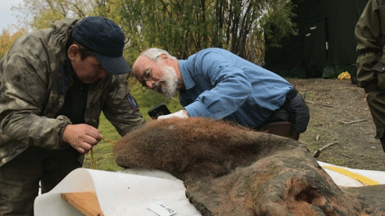La piel del mamut Belaya Gorad es inspeccionada por el profesor Daniel Fisher y el coautor del estudio Valeri Plotnikov.