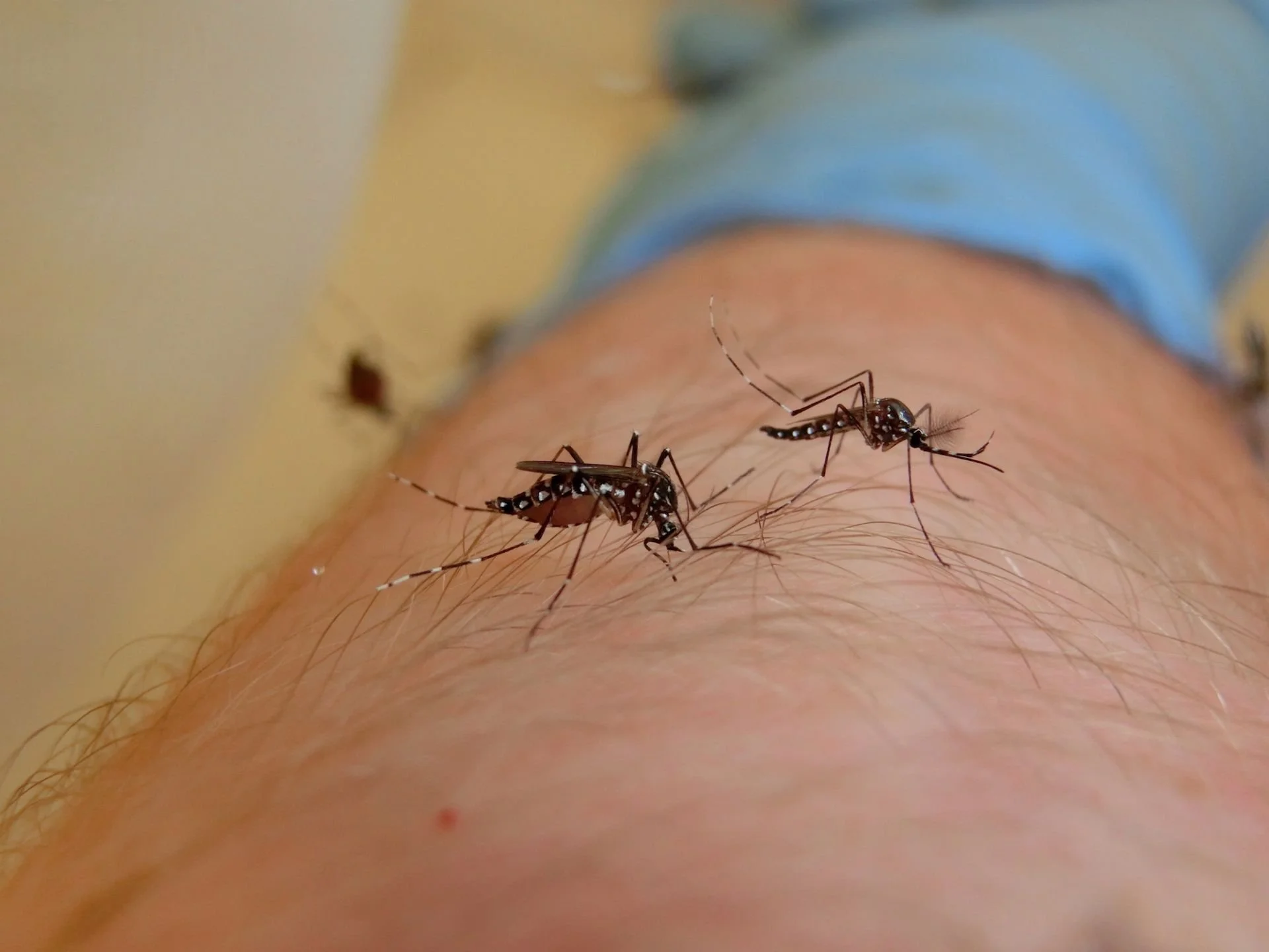 Mosquitos Aedes aegypti, principales transmisores del dengue, el zika y la fiebre amarilla, alimentándose sobre la piel humana. Un nuevo estudio revela que cada especie de mosquito utiliza señales químicas diferentes para elegir a sus víctimas.