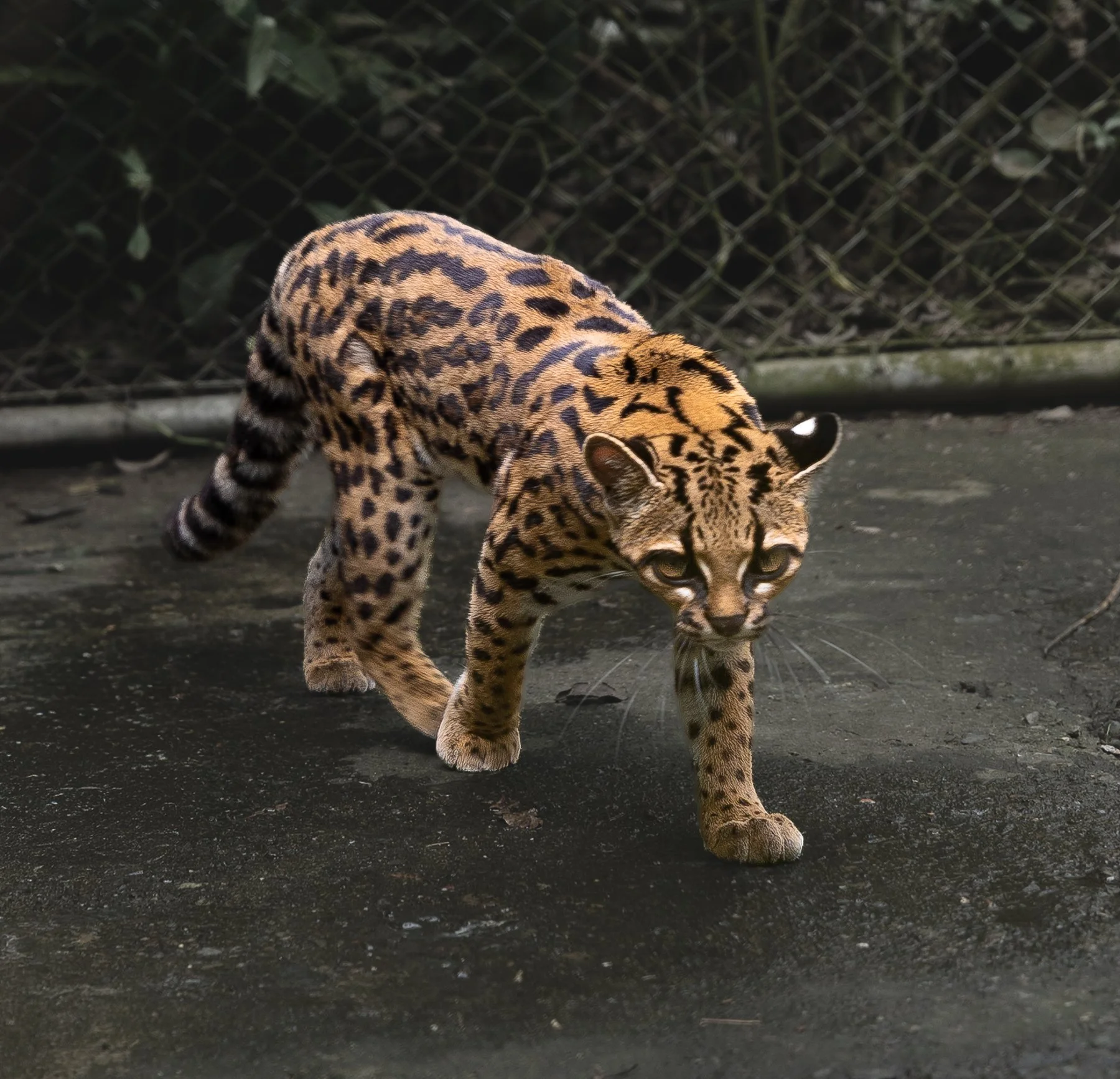 Ejemplar de tilcayo fotografiado en el refugio de fauna silvestre La Senda Verde, en Bolivia.