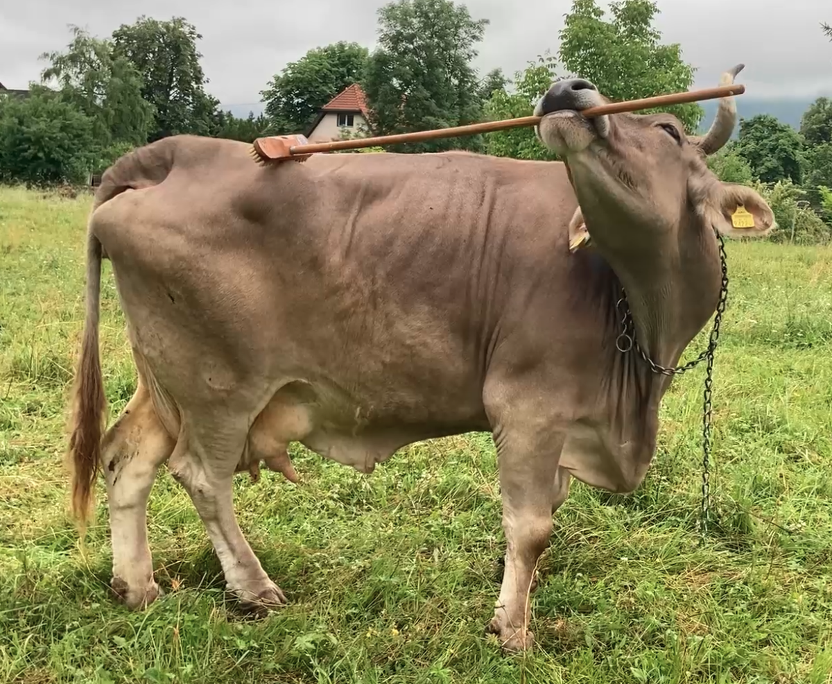 reservado a primates y aves. El caso de Veronika —arriba—, obliga a replantear lo que sabemos sobre la inteligencia animal.