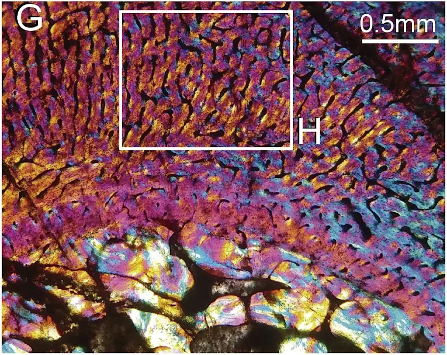 Imagen del tejido óseo de Chiniquodon theotonicus en la que se identifica la línea neonatal, una marca asociada al cambio de crecimiento producido alrededor del nacimiento.
