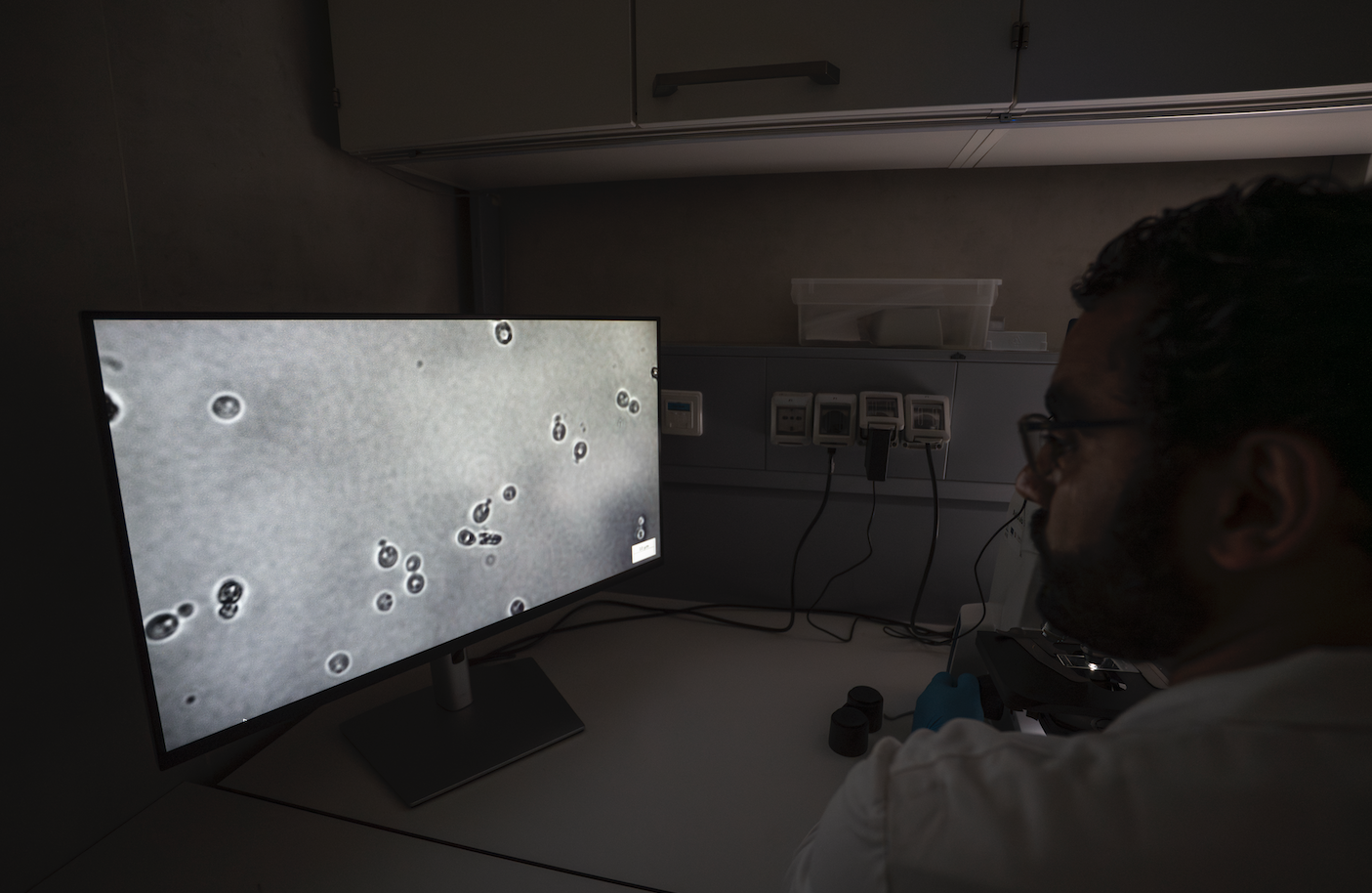 Mohamed Sarhan examina al microscopio células de levadura aisladas de muestras de Ötzi.