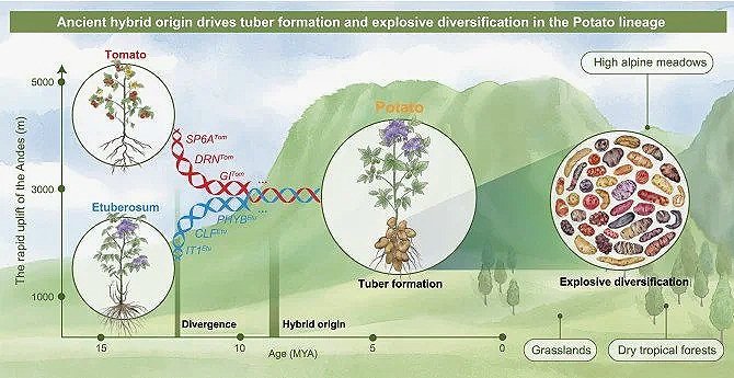 scenario evolutivo del origen híbrido de la patata: el linaje Petota surgió hace 8–9 millones de años por un cruce ancestral entre Tomato y Etuberosum.