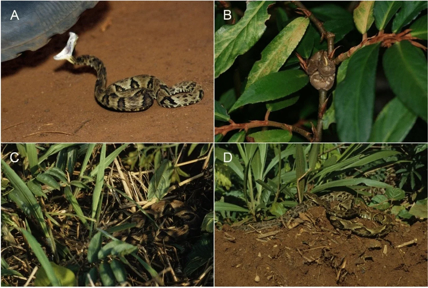 Situaciones naturales que aumentan el riesgo de mordedura de la víbora Bothrops jararaca