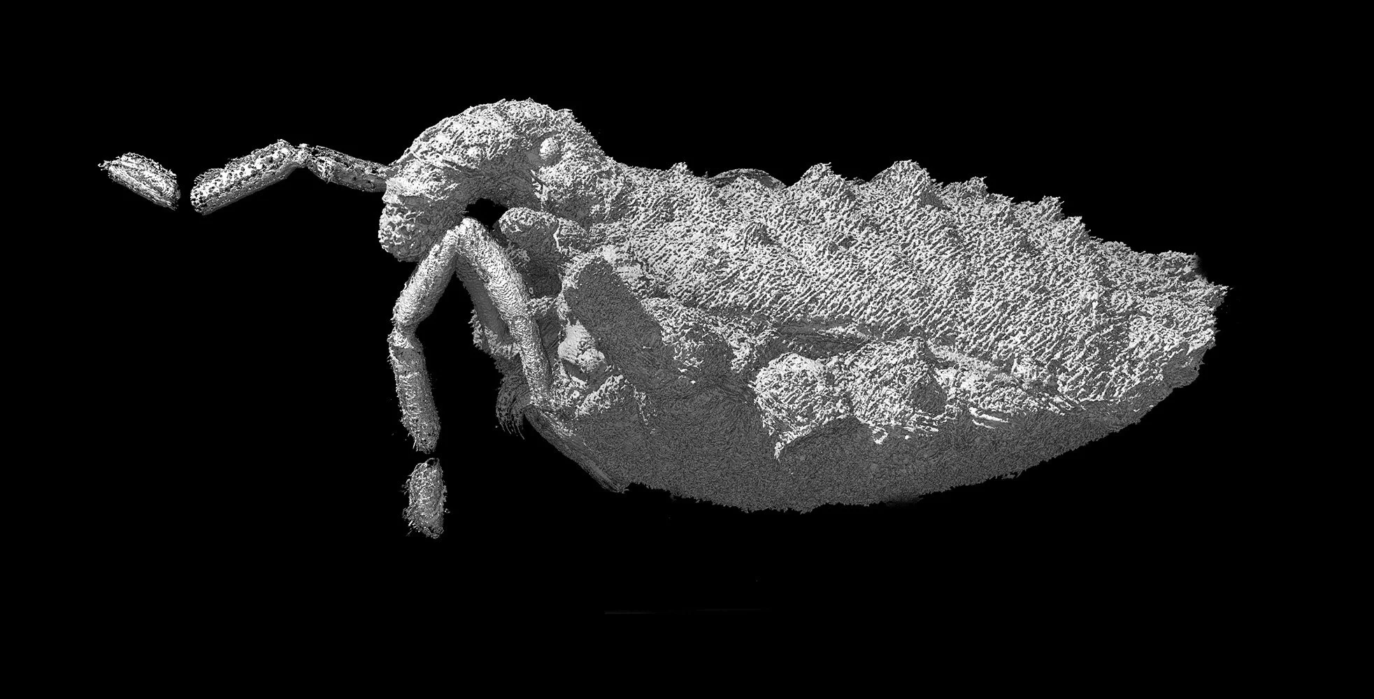 Modelo 3D de Balticolasma wunderlichi (macho), que revela en detalle su anatomía y las complejas estructuras de este opilión del Eoceno europeo.