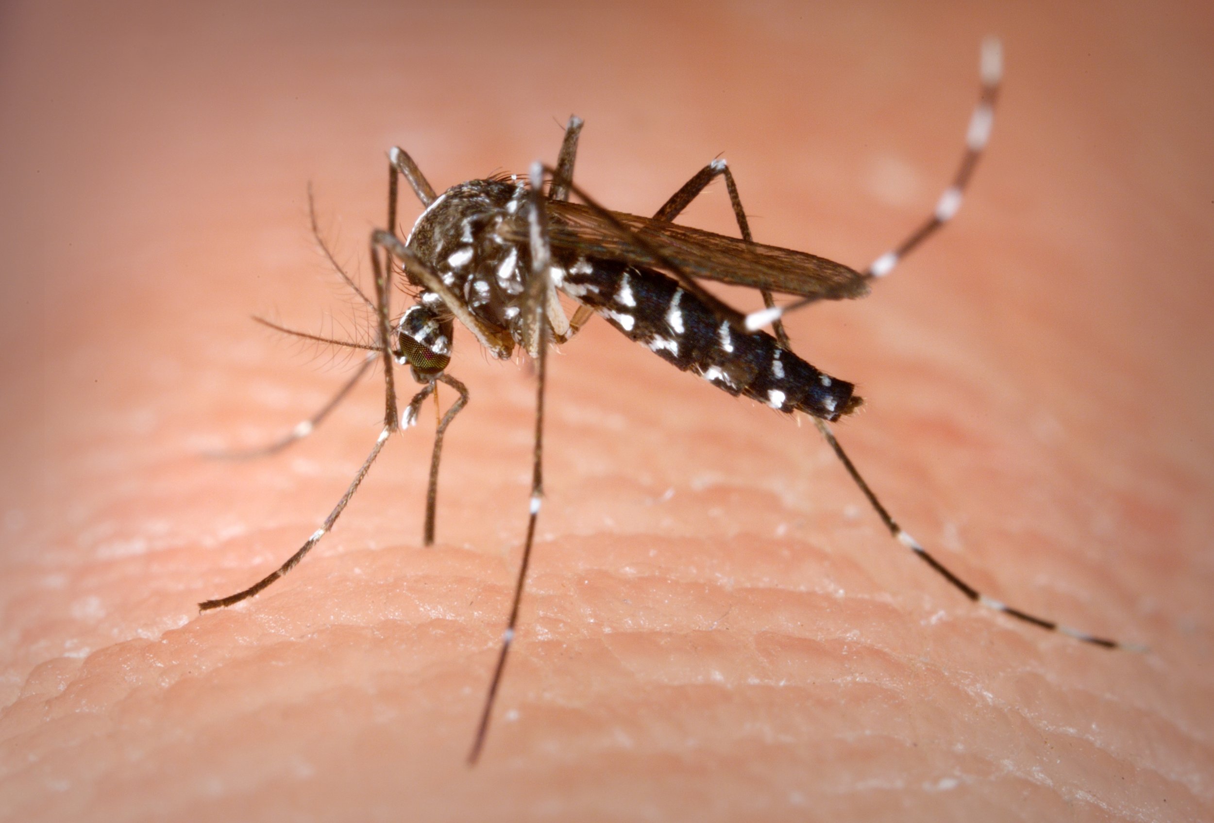 Una hembra de Aedes albopictus, conocido como mosquito tigre asiático, alimentándose de sangre humana.