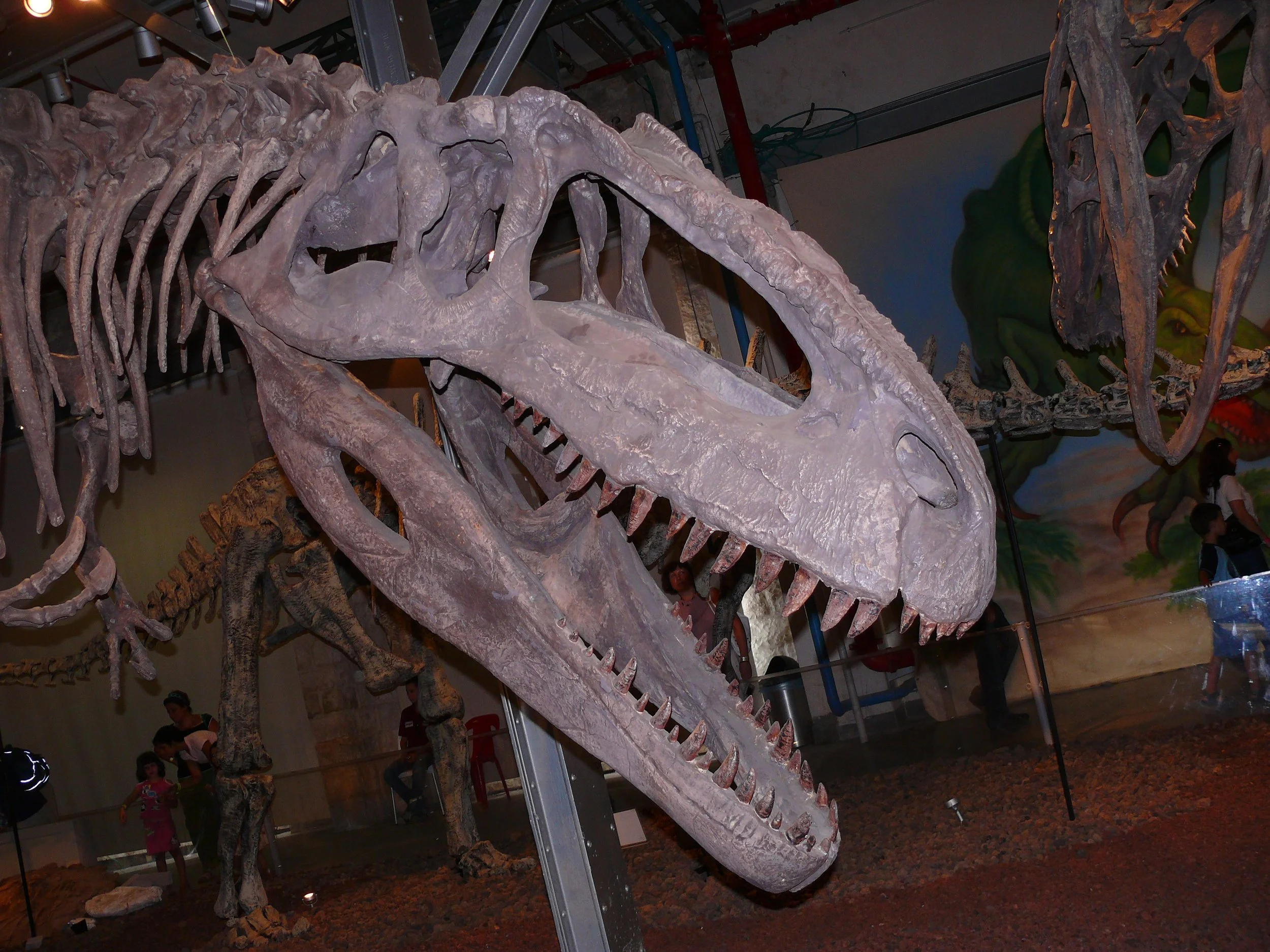 Réplica del esqueleto del Giganotosaurus, uno de los mayores dinosaurios carnívoros conocidos, expuesta en Haifa (Israel