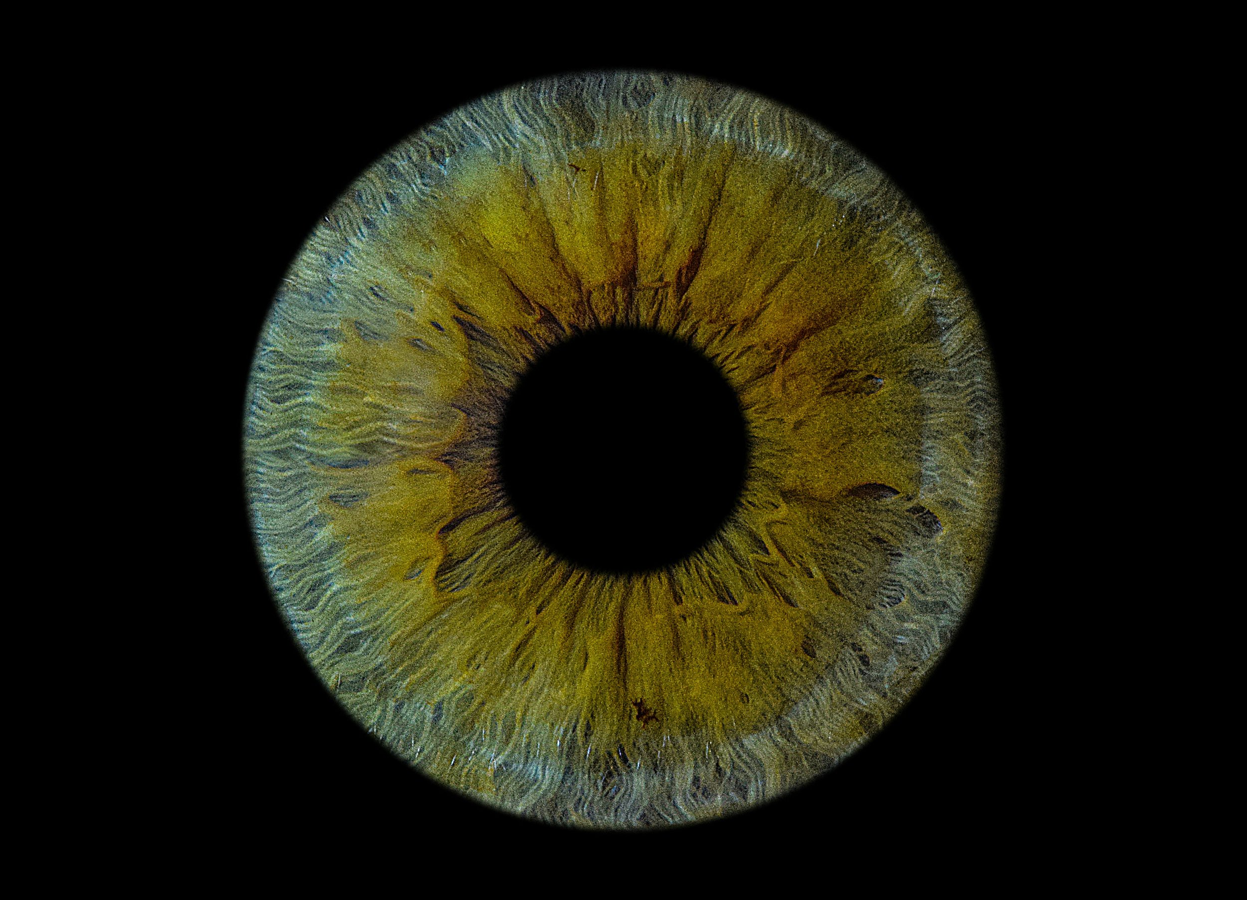 Mantener la retina funcional fuera del organismo durante varias horas supone un importante avance hacia futuros trasplantes oculares y el desarrollo de terapias para recuperar la visión.