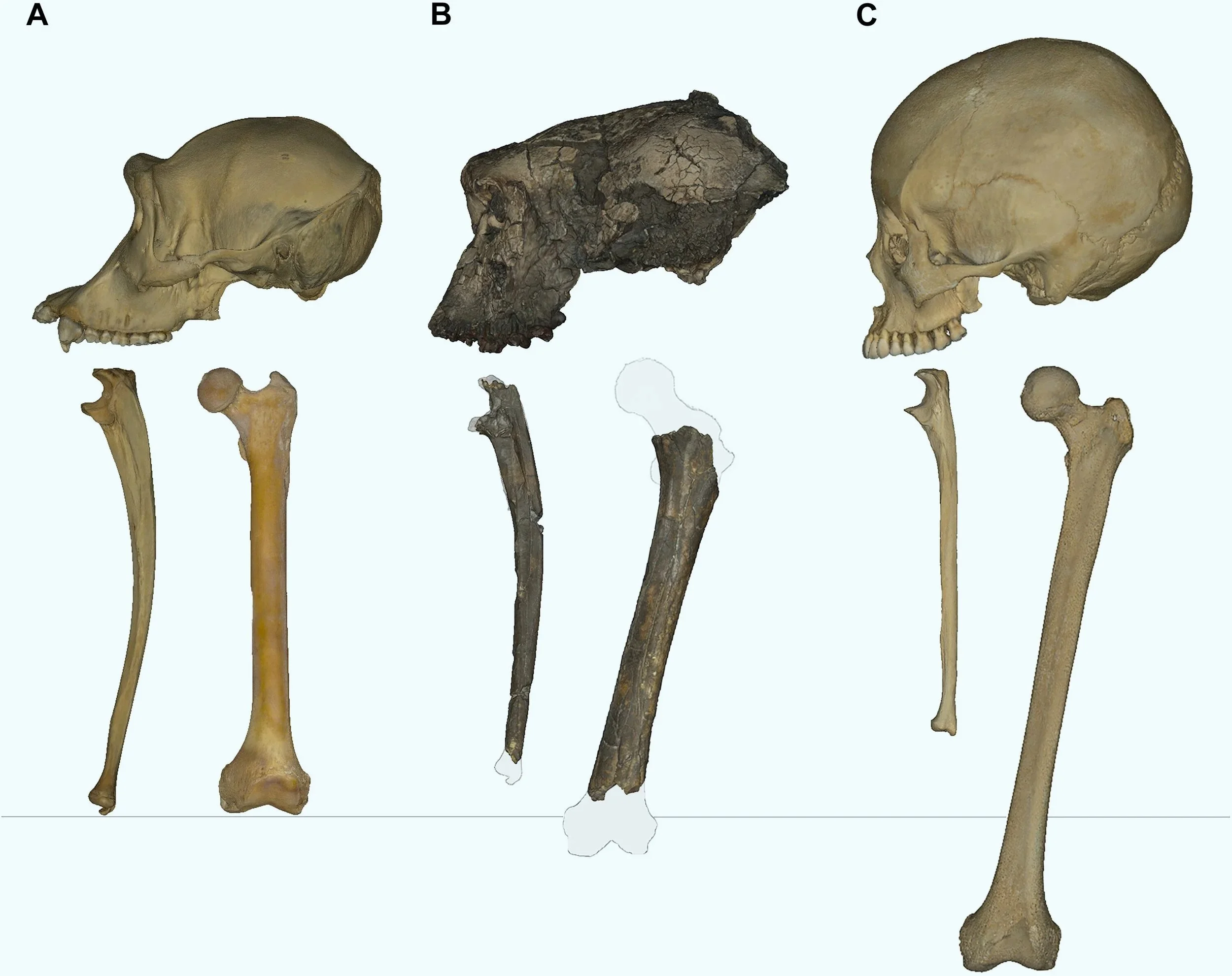 Comparación de fósiles de Sahelanthropus tchadensis con un chimpancé y un ser humano. La imagen muestra cráneo, cúbito y fémur de un chimpancé (A), los restos conocidos de Sahelanthropus (B) y un humano moderno (C).