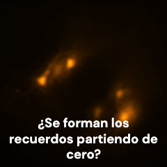 Red de neuronas piramidales CA3 en el hipocampo de ratón