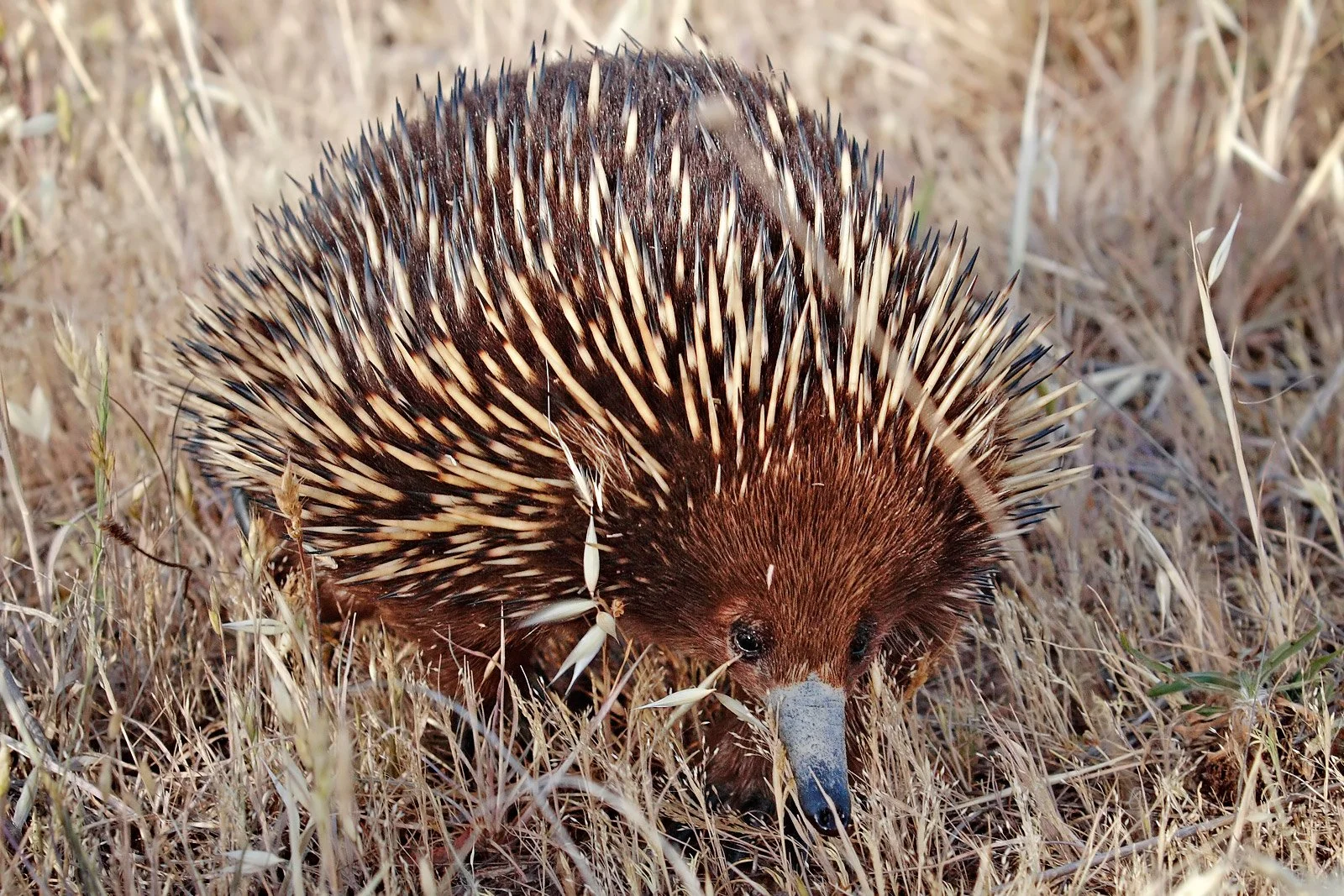 equidna de hocico corto (Tachyglossus aculeatus)