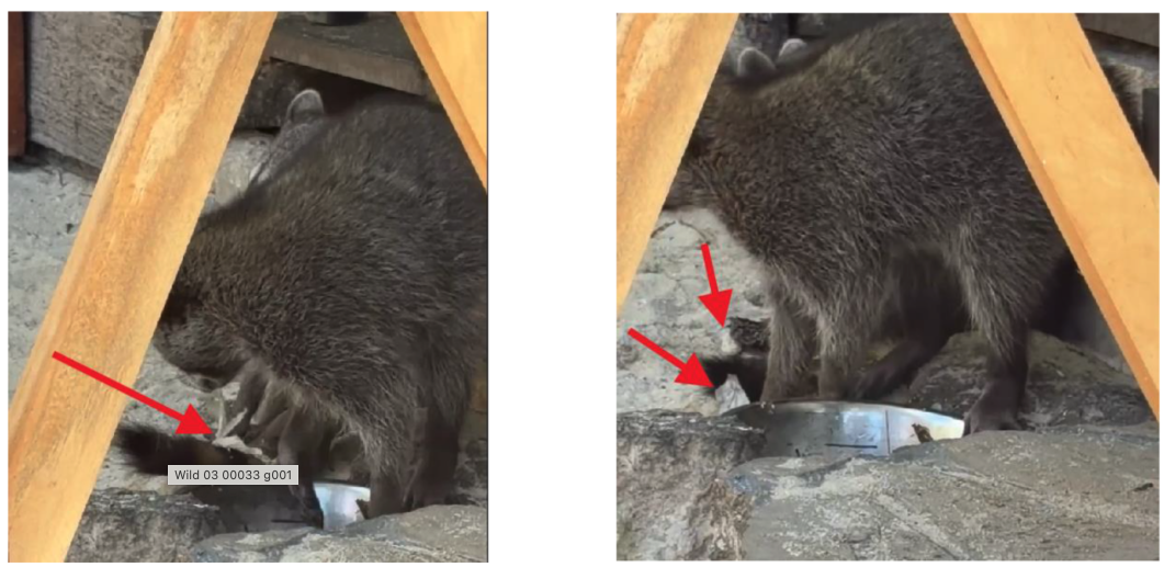 A la izquierda, la segunda joven recoge un papel de la basura e intenta fabricar una pelota sin éxito, mientras su hermana la observa. A la derecha, la mapache más experimentada toma el material y comienza a moldearlo.