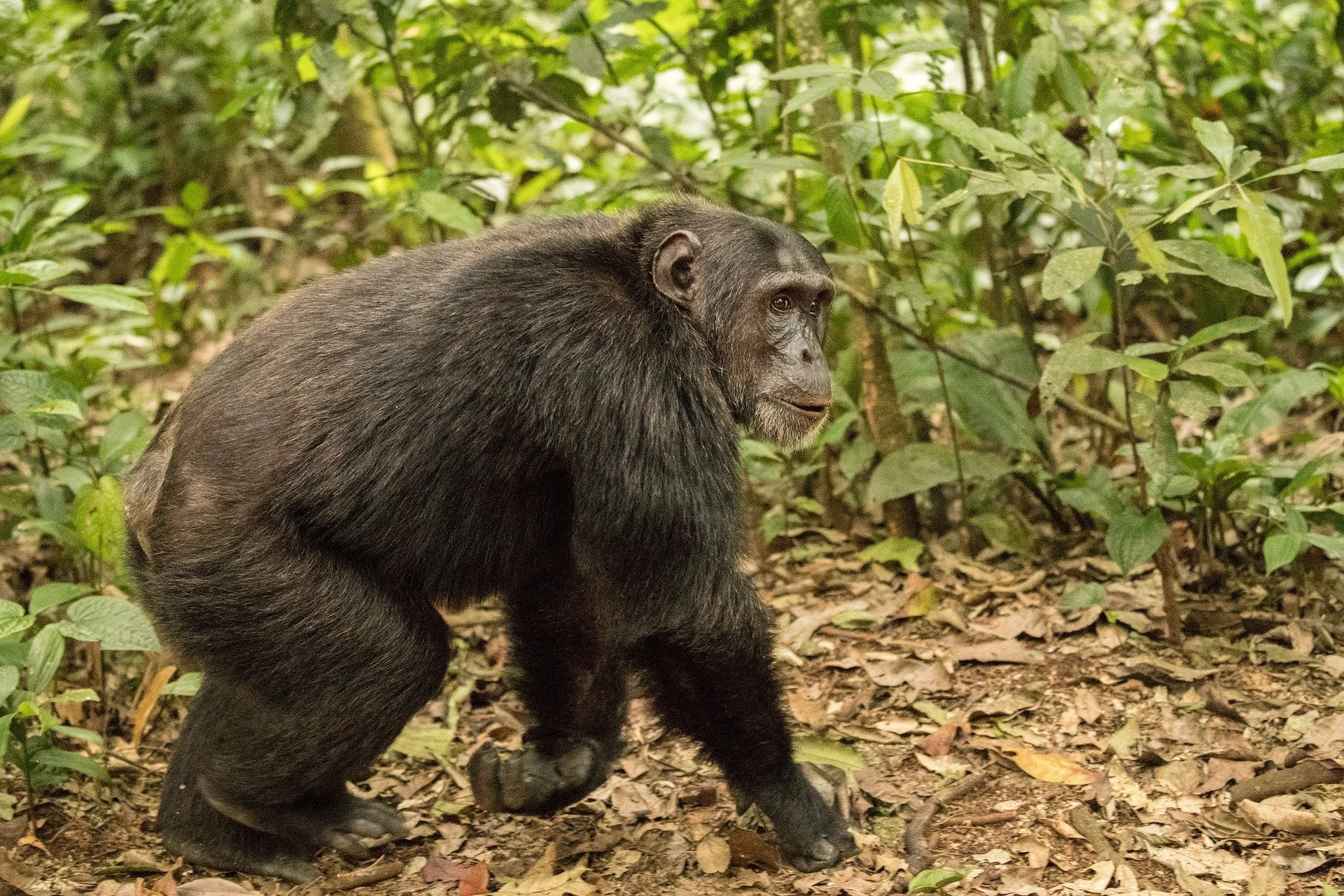 Los chimpancés se desplazan apoyando el peso del cuerpo sobre los nudillos, una forma de locomoción que podría haber dejado huellas anatómicas en la evolución de la muñeca humana.
