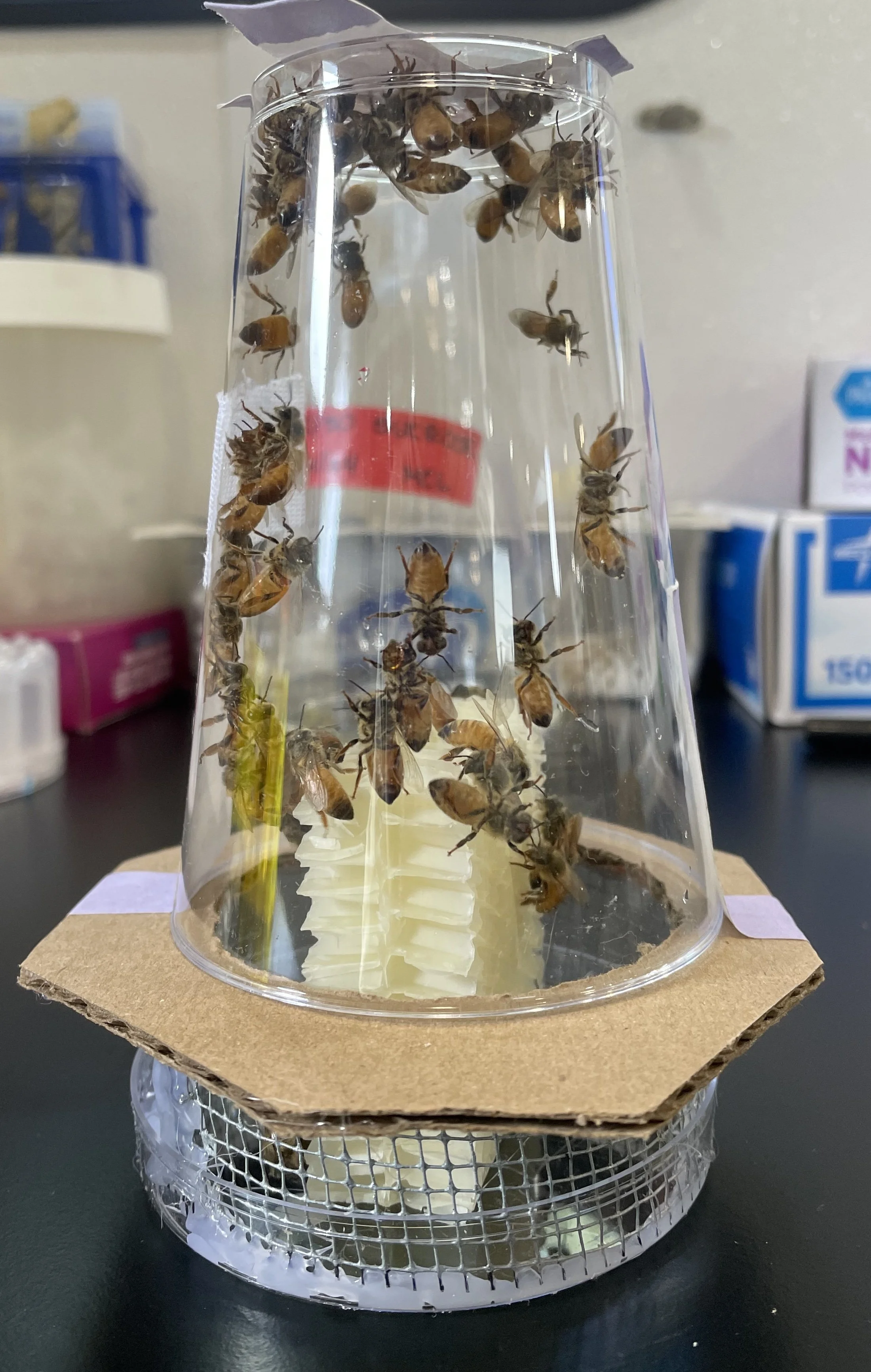 Nanocolonia experimental utilizada por los investigadores para reproducir en el laboratorio el funcionamiento de una colmena de abejas melíferas y seguir el recorrido de los pesticidas entre las obreras, la reina y los huevos.
