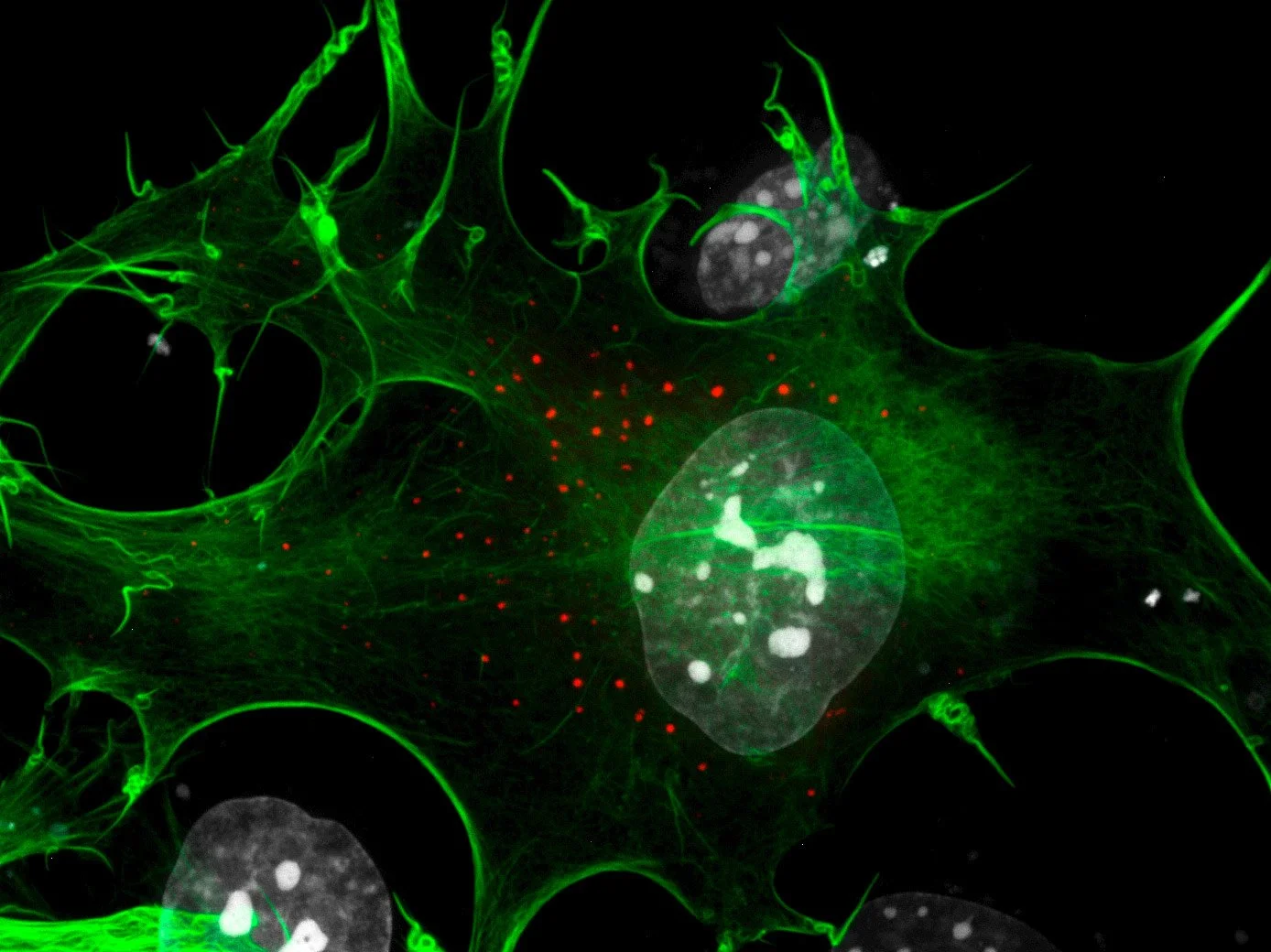 Células embrionarias de ratón cultivadas y observadas mediante microscopía de fluorescencia.