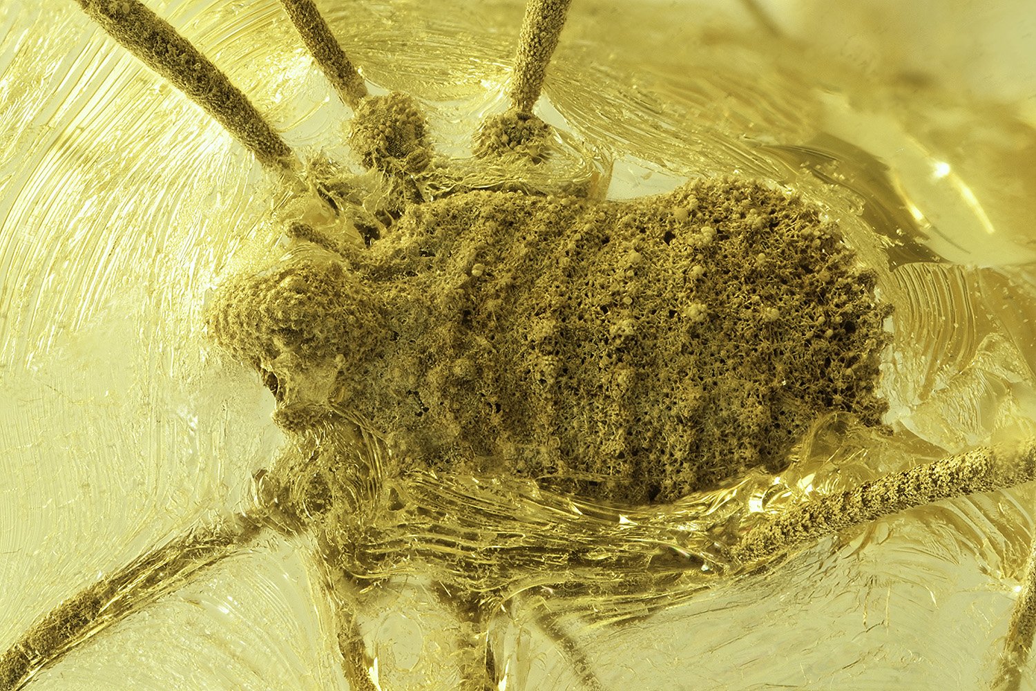 Fósil de Balticolasma wunderlichi (hembra) conservado en ámbar de Rovno (Ucrania), clave para demostrar que estos opiliones vivieron en Europa durante el Eoceno.