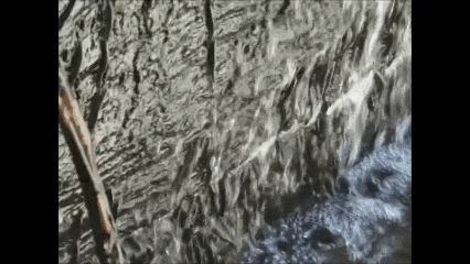 Vídeo de ejemplares de Parakneria thysi escalando la cascada de Luvilomb.