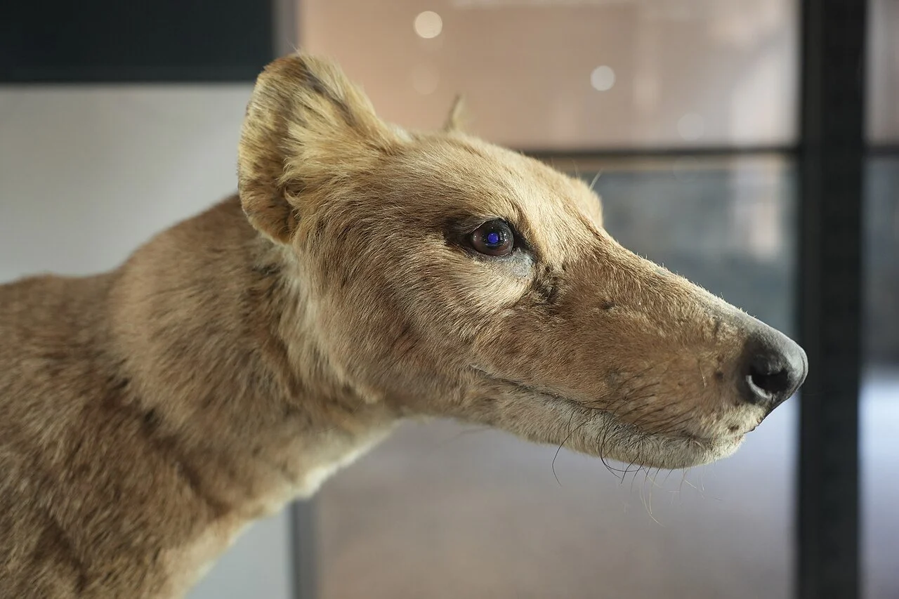 Retrato de un tilacino conservado en el Museo de Ciencias Naturales de Berlín. Su hocico largo, alto y estrecho favorecía el cierre veloz de las mandíbulas, aunque resultaba poco apropiado para sujetar grandes presas que ofrecieran resistencia.
