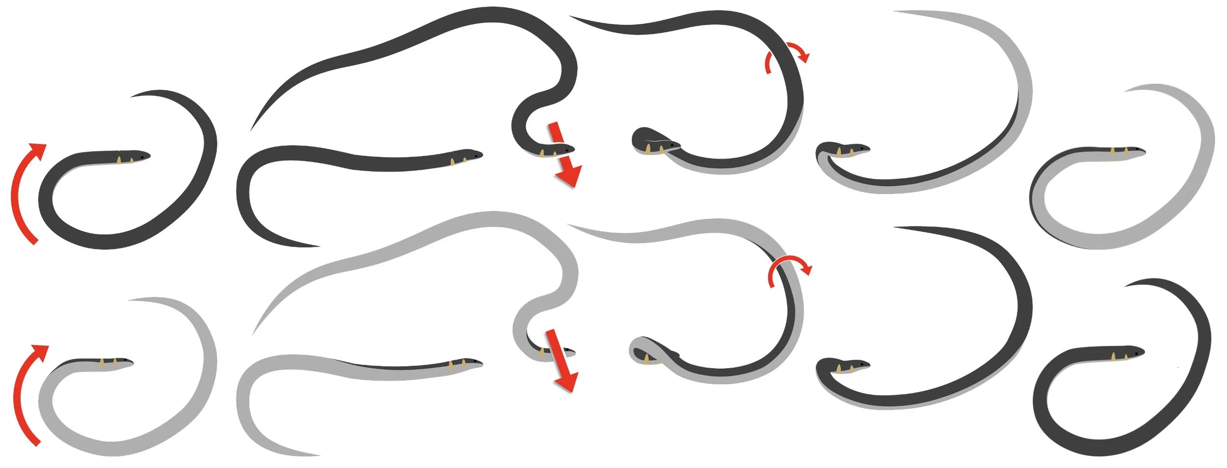 Esquema de las acrobacias que permiten a las serpientes enanas de los juncos avanzar rodando.