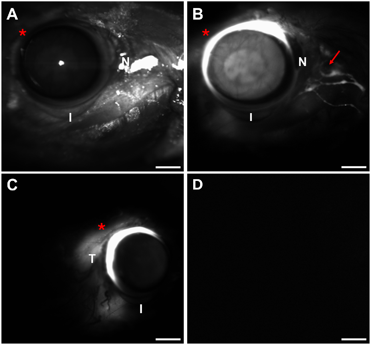 Las imágenes de fluorescencia revelan el recorrido del trazador desde la parte posterior del ojo hacia la región nasal de la órbita (flecha), una de las primeras evidencias visuales de la nueva vía linfática POLO.