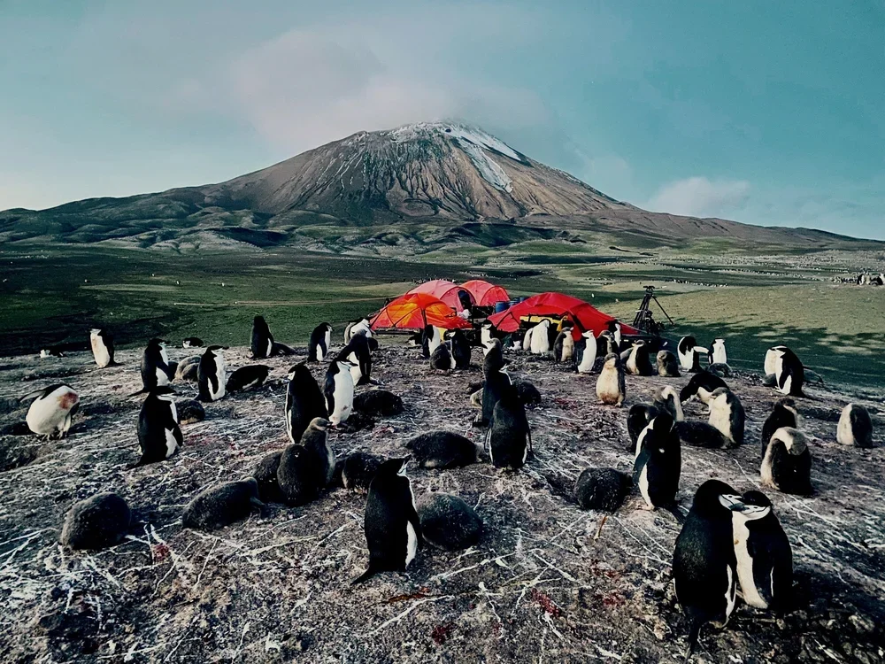 El monte Curry, en la isla de Zavodovski, protagonizó una erupción en 2016. Aunque la ceniza amenazó las colonias de pingüinos, el declive del barbijo había comenzado antes.