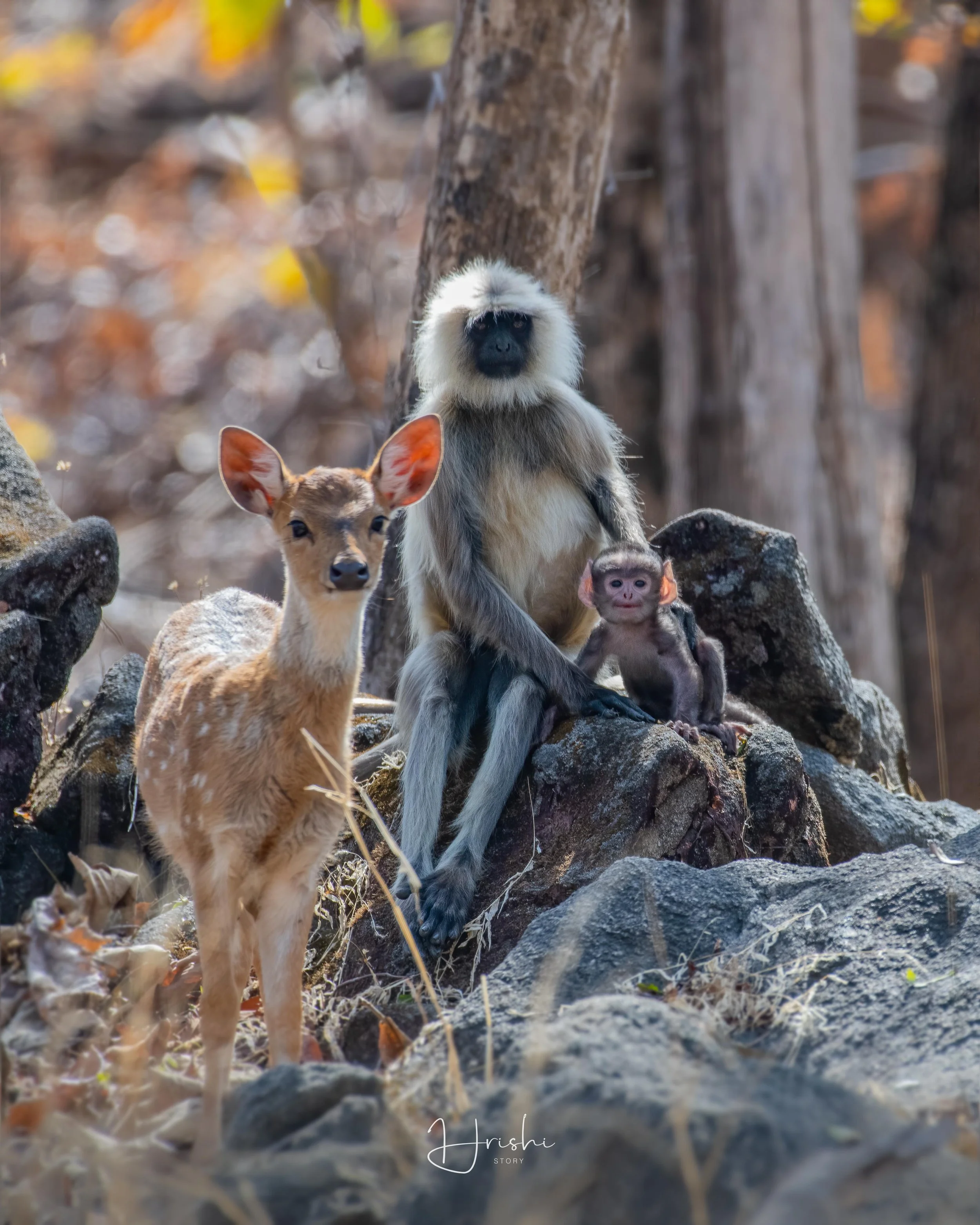 Un langur gris comparte espacio con un joven ciervo moteado o axis en la Reserva de Tigres de Pench (India), una de las alianzas más sorprendentes de la naturaleza.