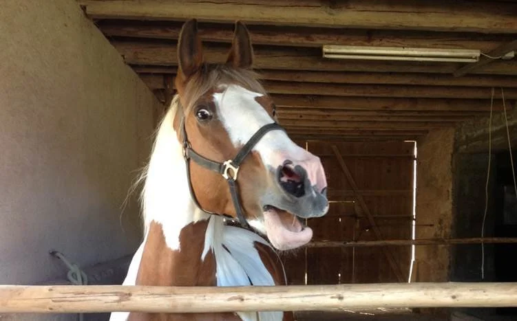 Los científicos han demostrado que la parte aguda del relincho no procede de las cuerdas vocales: se genera por un chorro de aire que crea turbulencias y resonancias dentro de la laringe del caballo, produciendo un silbido interno.