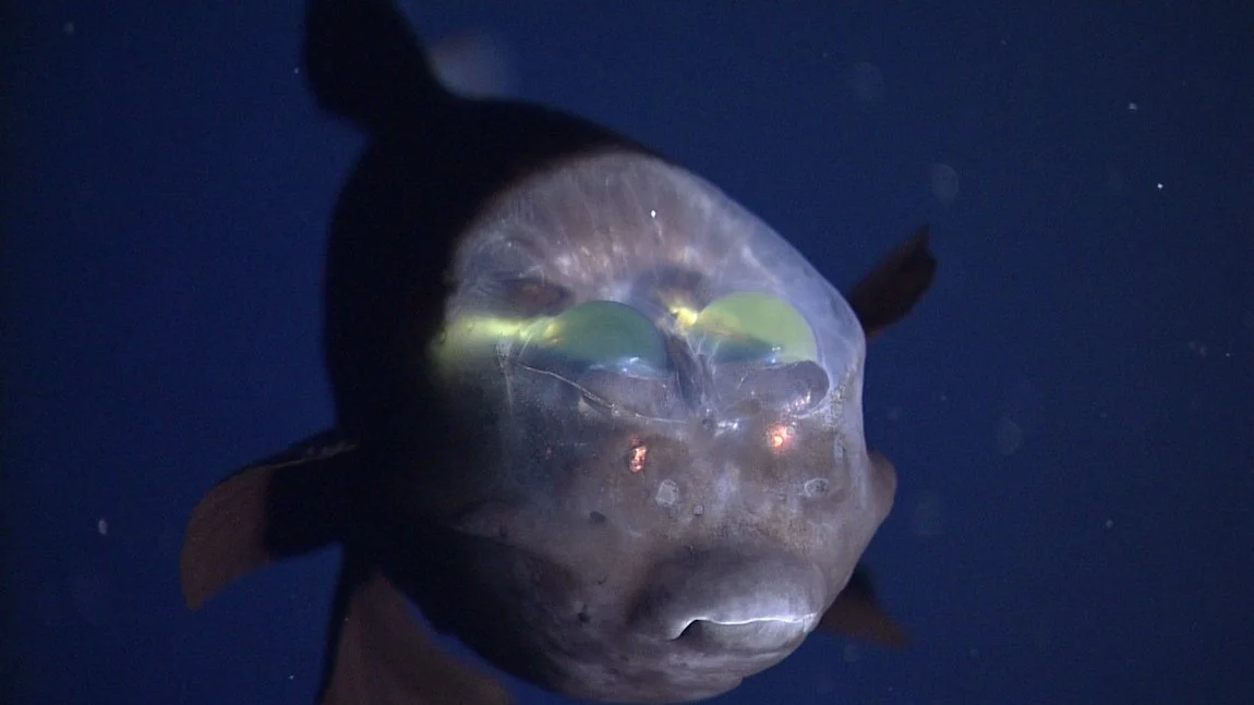 Vista frontal del pez duende (Macropinna microstoma), con sus grandes ojos verdes visibles a través de la cúpula transparente que protege su cabeza.