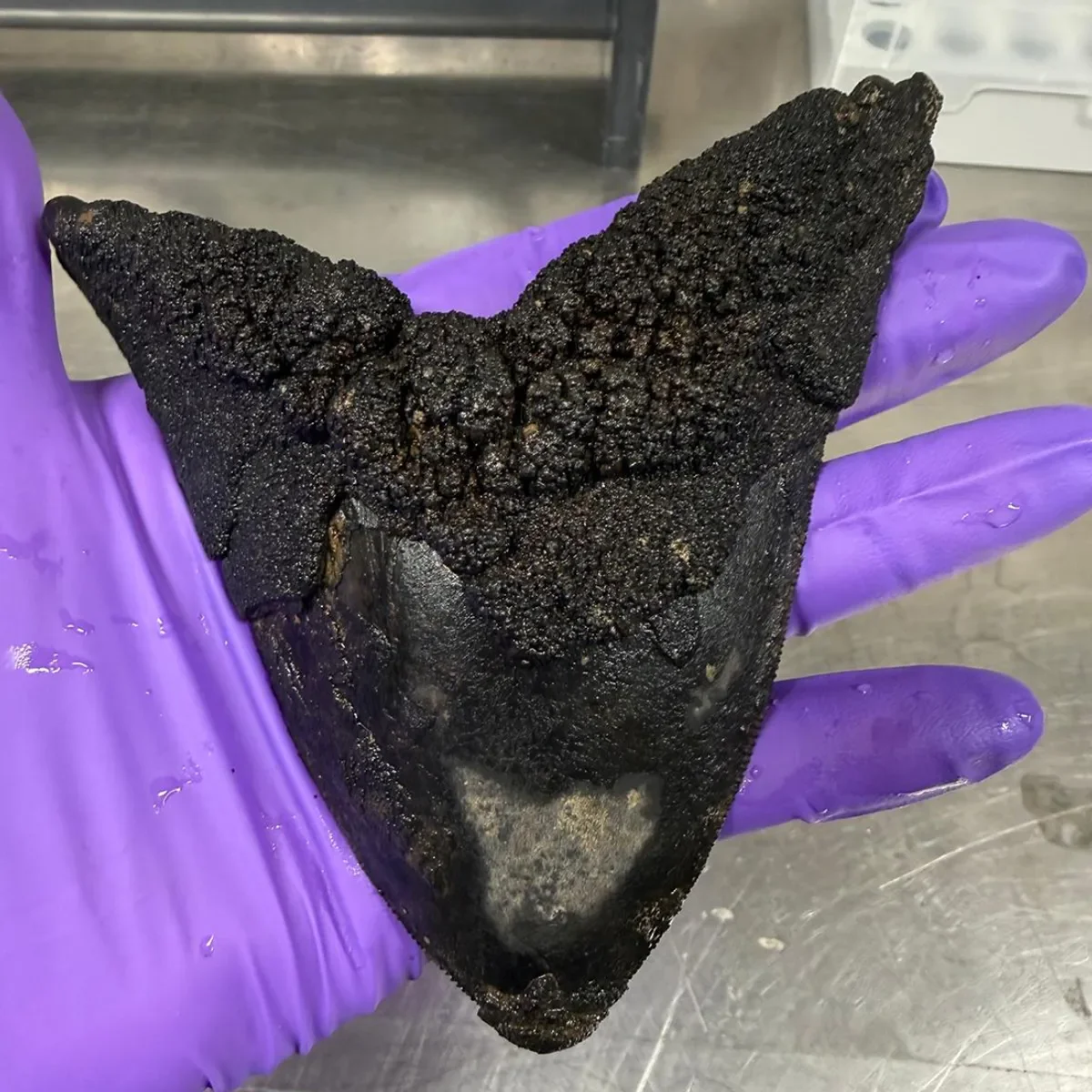 Diente fosilizado de megalodón (Otodus megalodon)