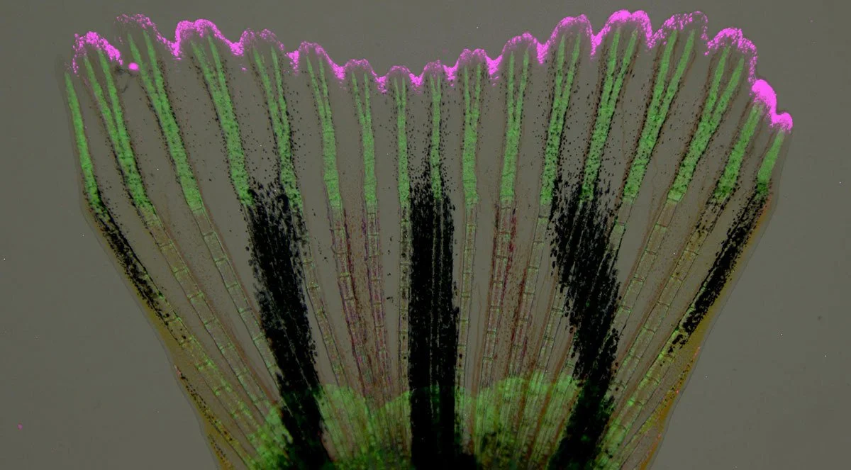 Aleta caudal de pez cebra en proceso de regeneración, donde el nuevo hueso (en verde) crece guiado por señales moleculares (en rosa), un modelo clave para entender cómo algunos vertebrados pueden reparar tejidos a lo largo de toda su vida.