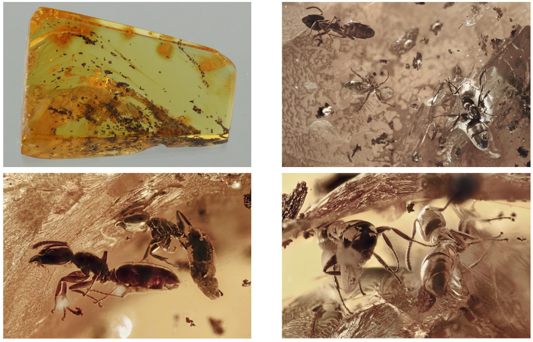 Colonia fósil de hormigas (Formicidae) preservada en ámbar báltico de Lituania