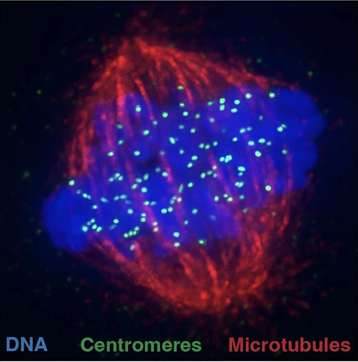 Durante la división celular, los microtúbulos del huso (rojo) se conectan con los centrómeros (verde) para separar y repartir correctamente las copias del ADN (azul) entre las células hijas.