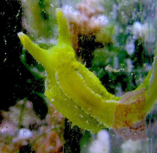 Ejemplar de Oxynoe olivacea, una babosa marina capaz de robar cloroplastos de las algas de las que se alimenta y mantenerlos funcionales dentro de sus propias células