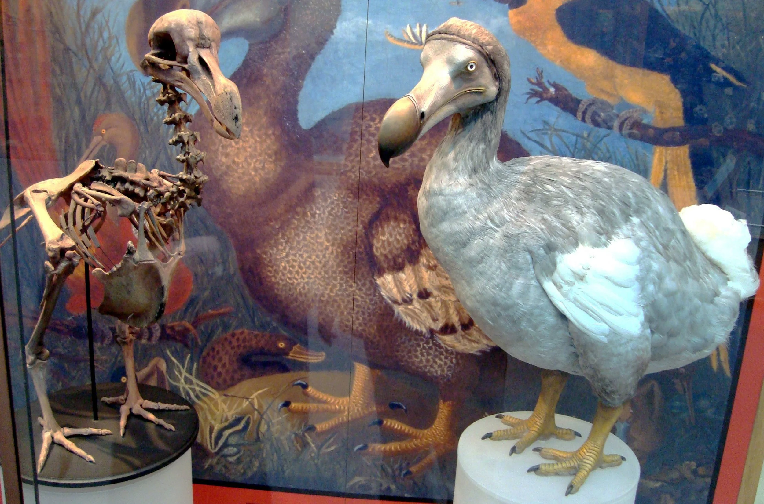 Reconstrucción moderna del dodo junto a una réplica de su esqueleto expuestas en el Museo de Historia Natural de la Universidad de Oxford.