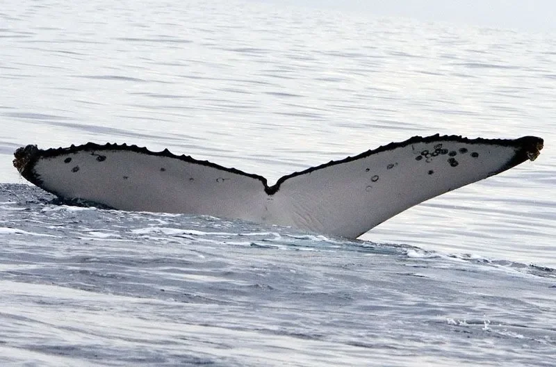 La cola de esta ballena jorobada fue fotografiada en Australia en 2007 y volvió a identificarse en Brasil en 2019, confirmando un viaje de más de 14.200 kilómetros entre dos océanos.