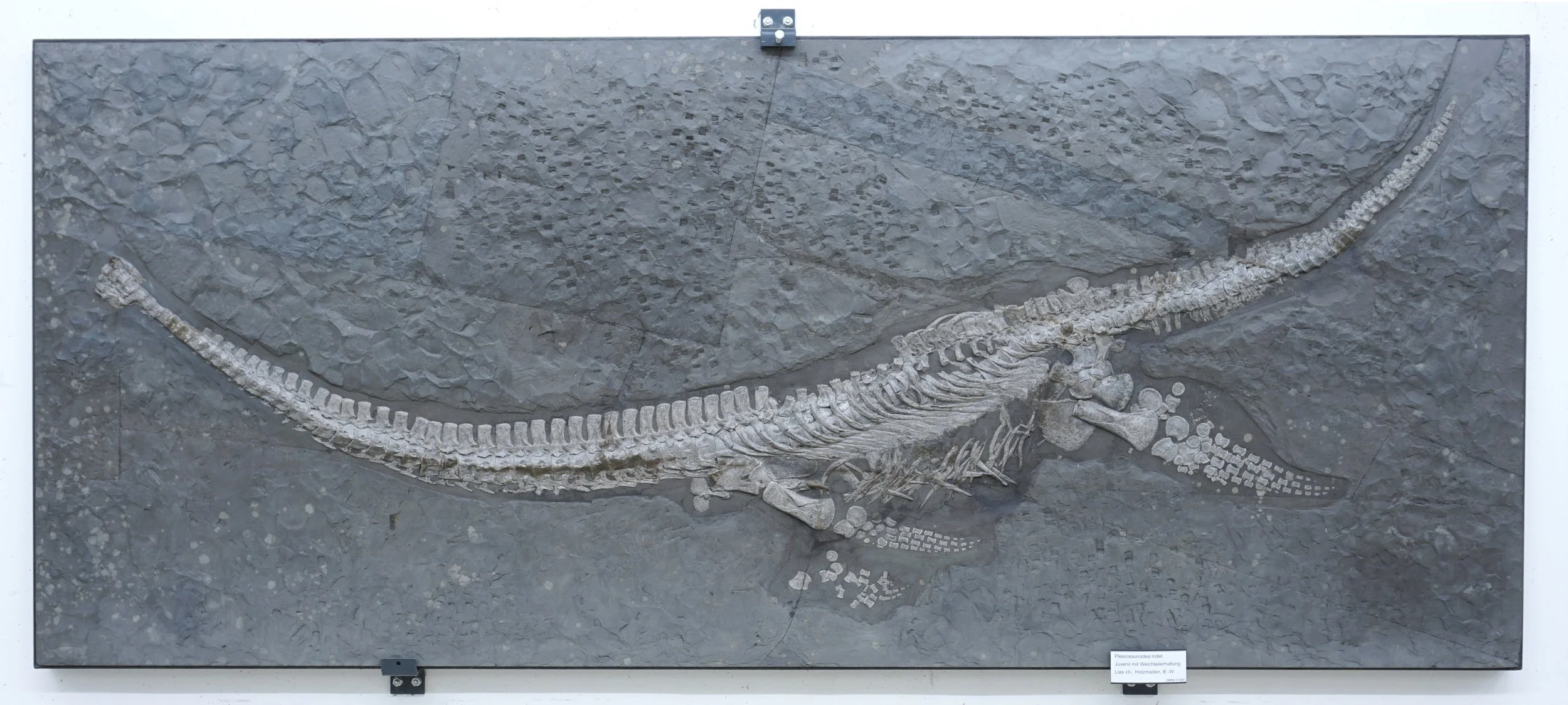 Esqueleto de Plesionectes longicollum expuesto en el Staatliches Museum für Naturkunde Stuttgart (Alemania).