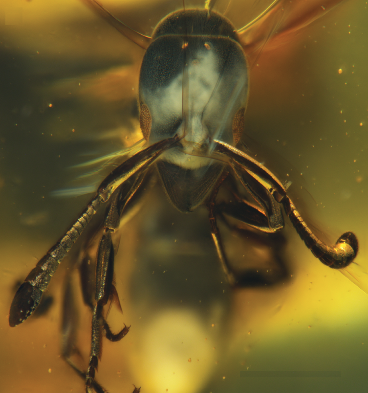 Detalle de la cabeza de Hypoponera electrocacica, un nueva especie de hormiga hallada en el ámbar dominicano.