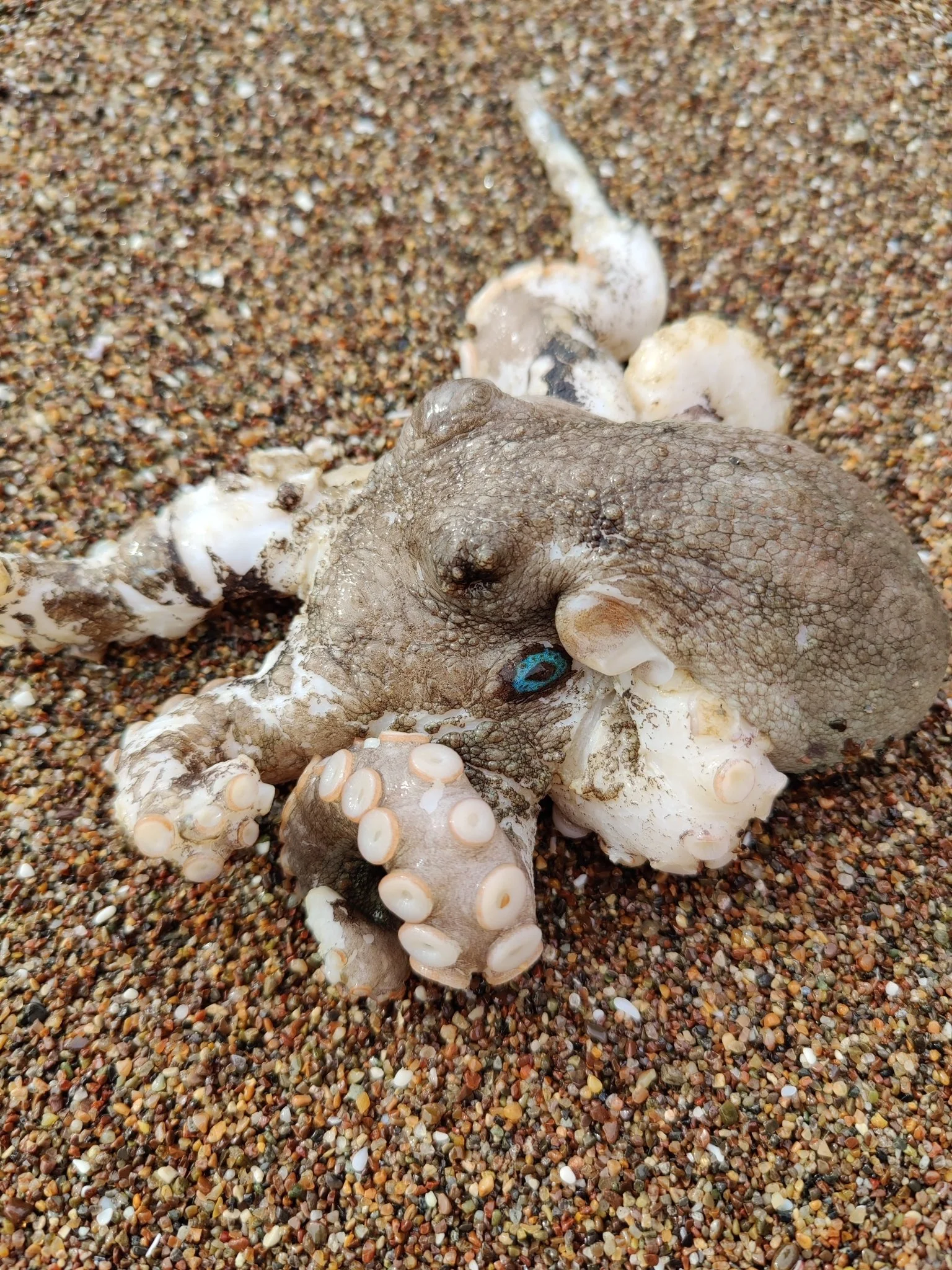 Sobre estas líneas, ejemplar del pulpo Octopus bimaculatus. El estudio analizó otra especie del mismo género, Octopus bimaculoides, para explorar cómo el plegamiento del ADN se relaciona con la regulación