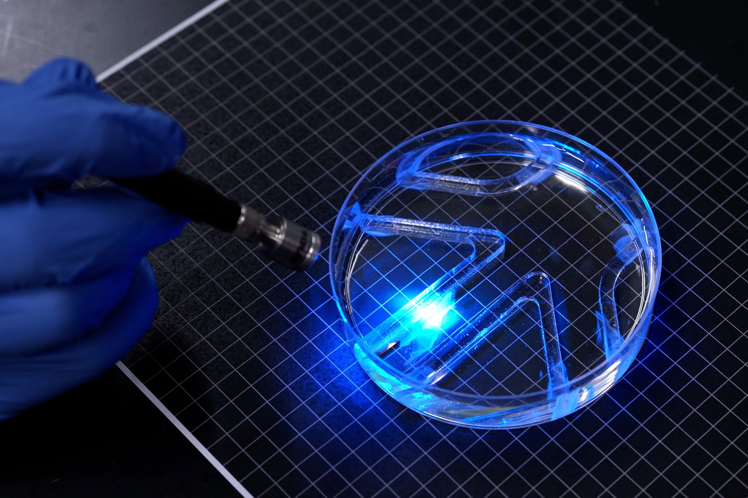Un investigador ilumina con luz azul el robot biohíbrido dentro de una placa de laboratorio. La luz activa los músculos vivos de sus aletas, que le permiten desplazarse y girar por el agua.