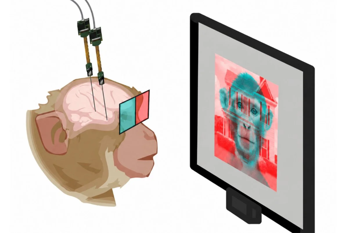 Mediante gafas bicolores, los investigadores mostraron imágenes diferentes a cada ojo de un macaco para estudiar cómo responde su cerebro a los estímulos visuales conscientes e inconscientes.
